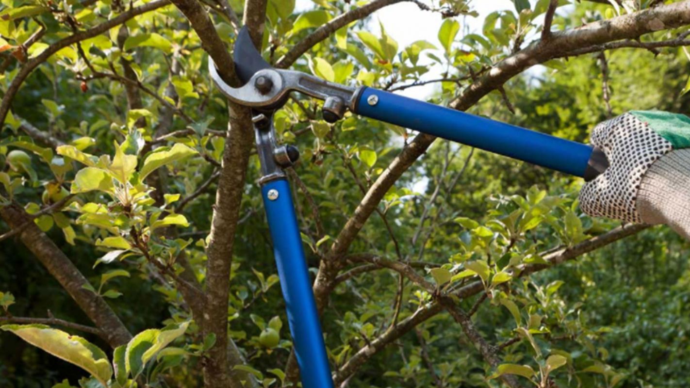 Tree Pruning Service Scituate MA