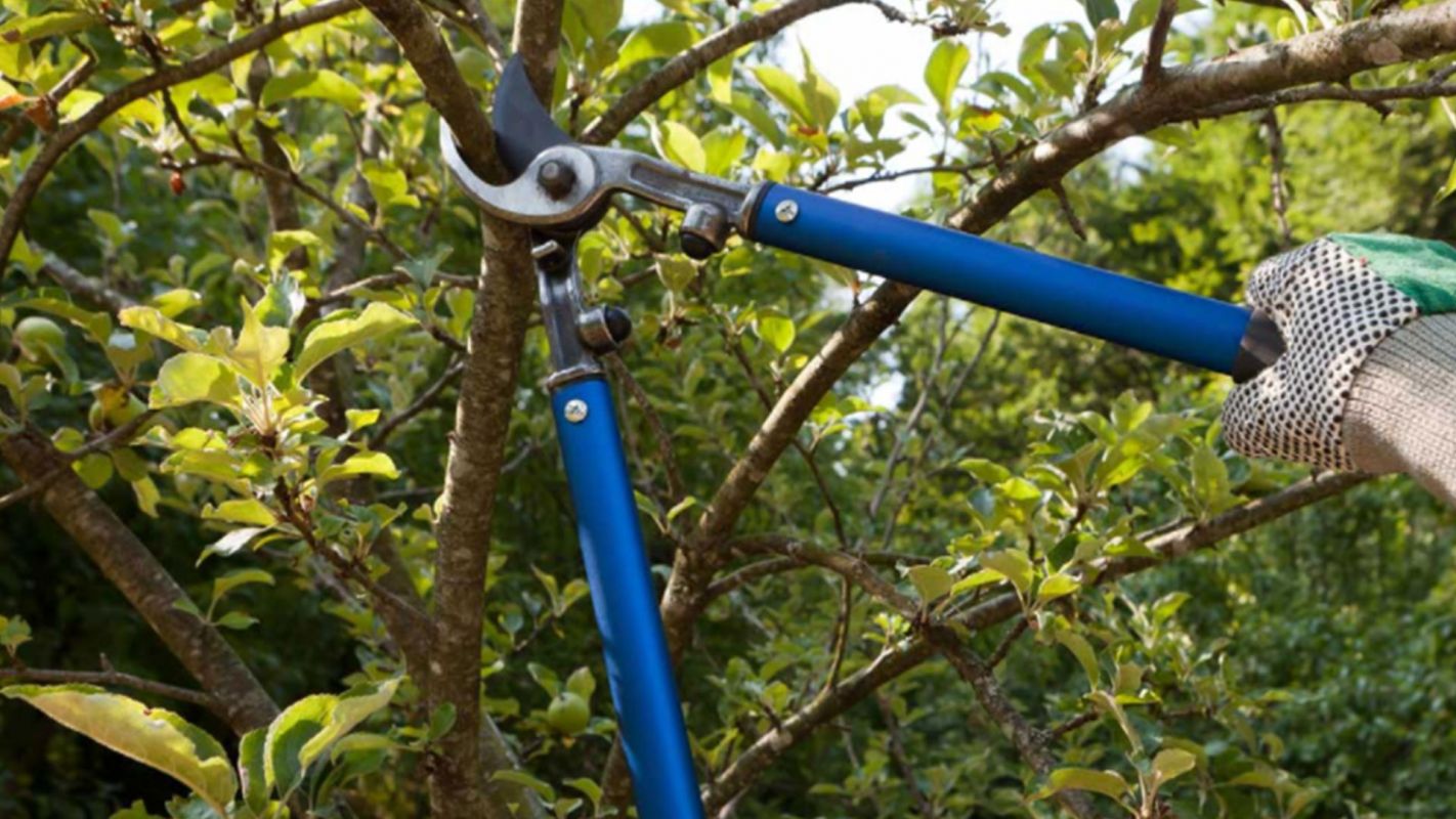 Tree Pruning Service Hingham MA