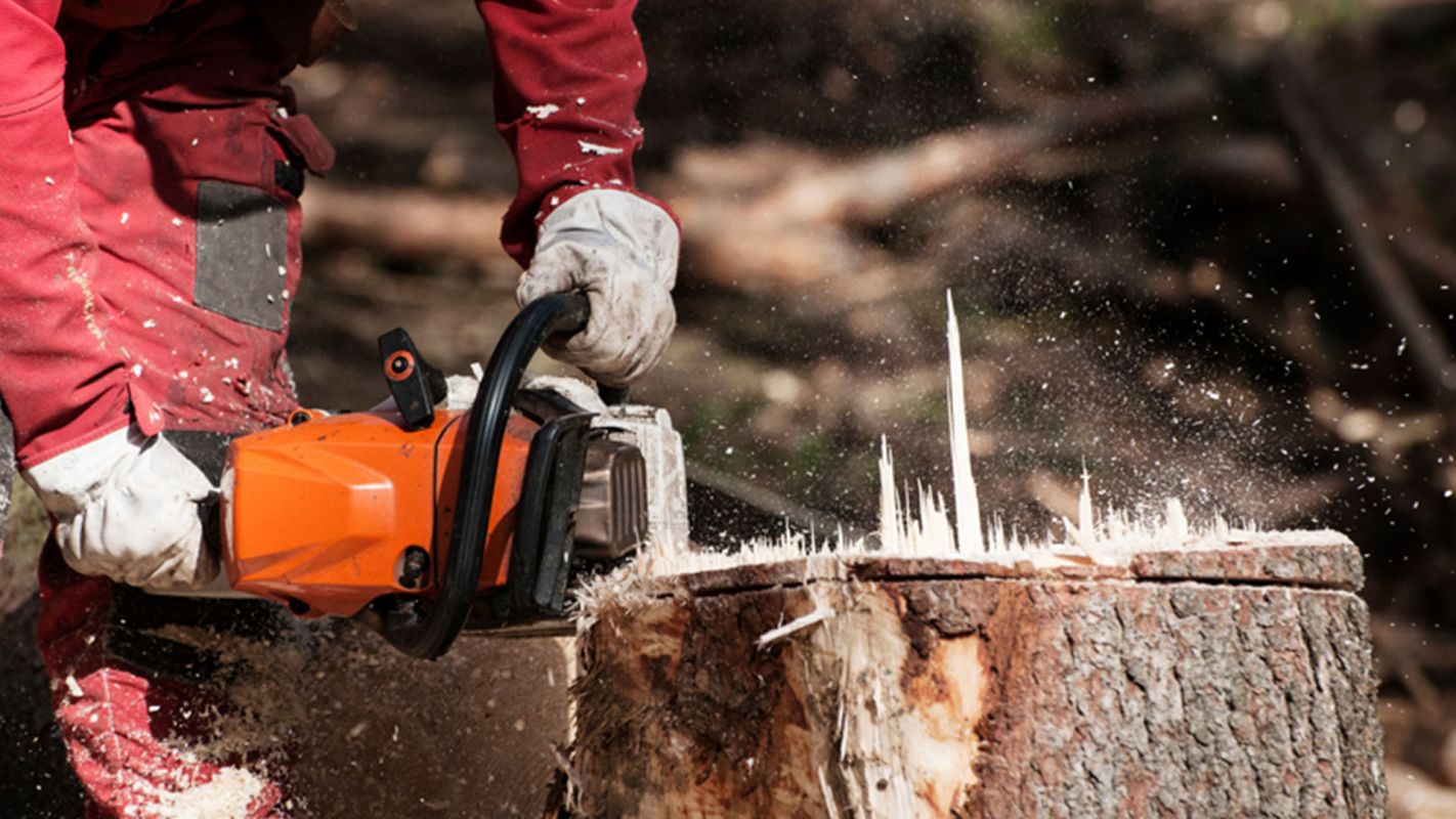 Stump Removal Services Bridgewater MA