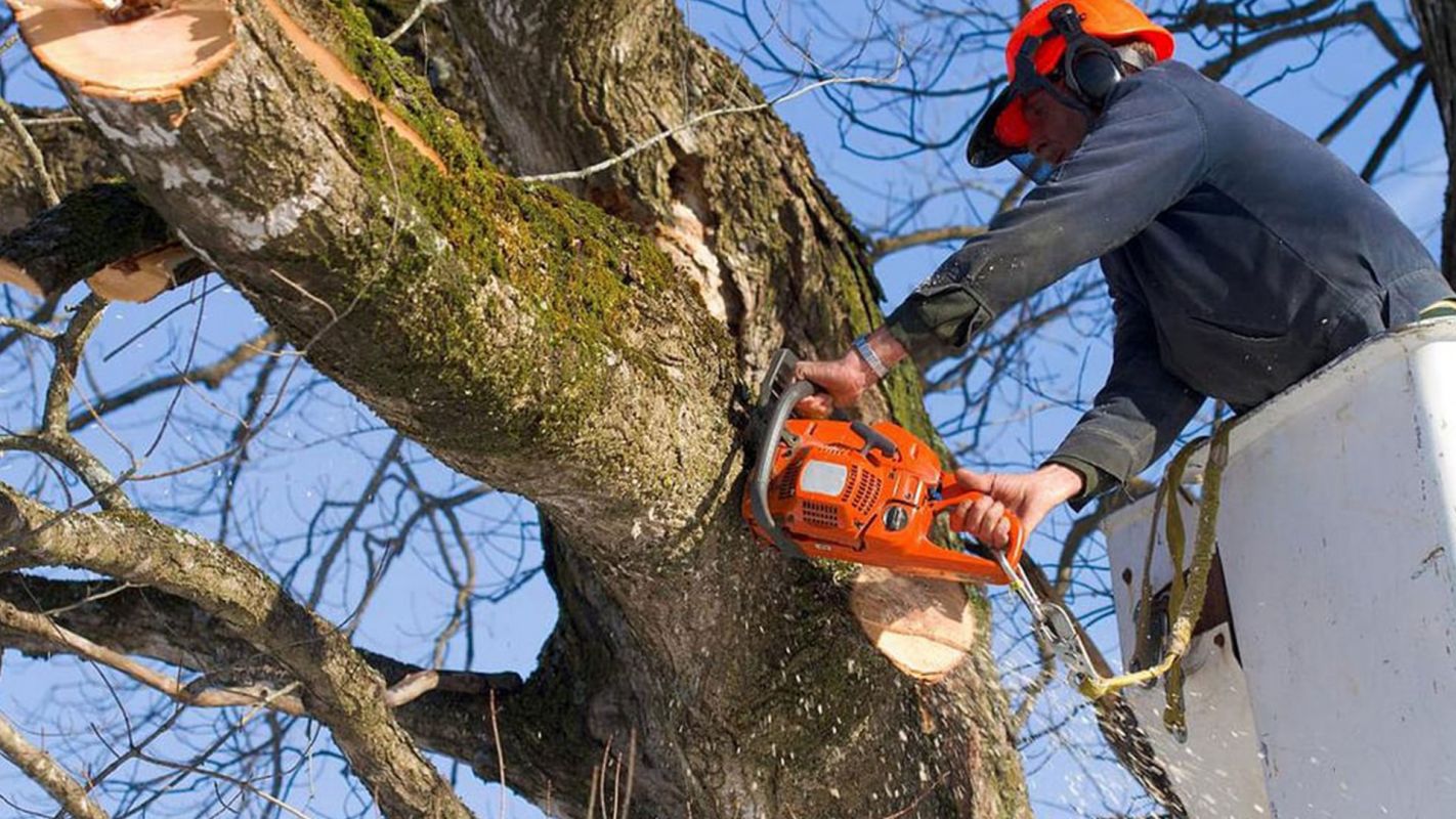 Tree Removal Services Holbrook MA