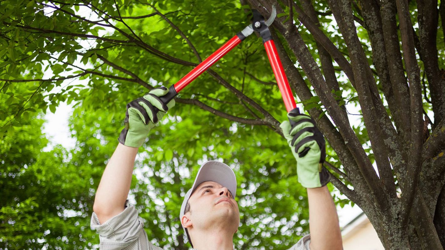 Tree Trimming Service Braintree MA