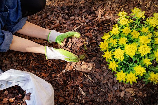 Mulch For Plants Wildwood NC