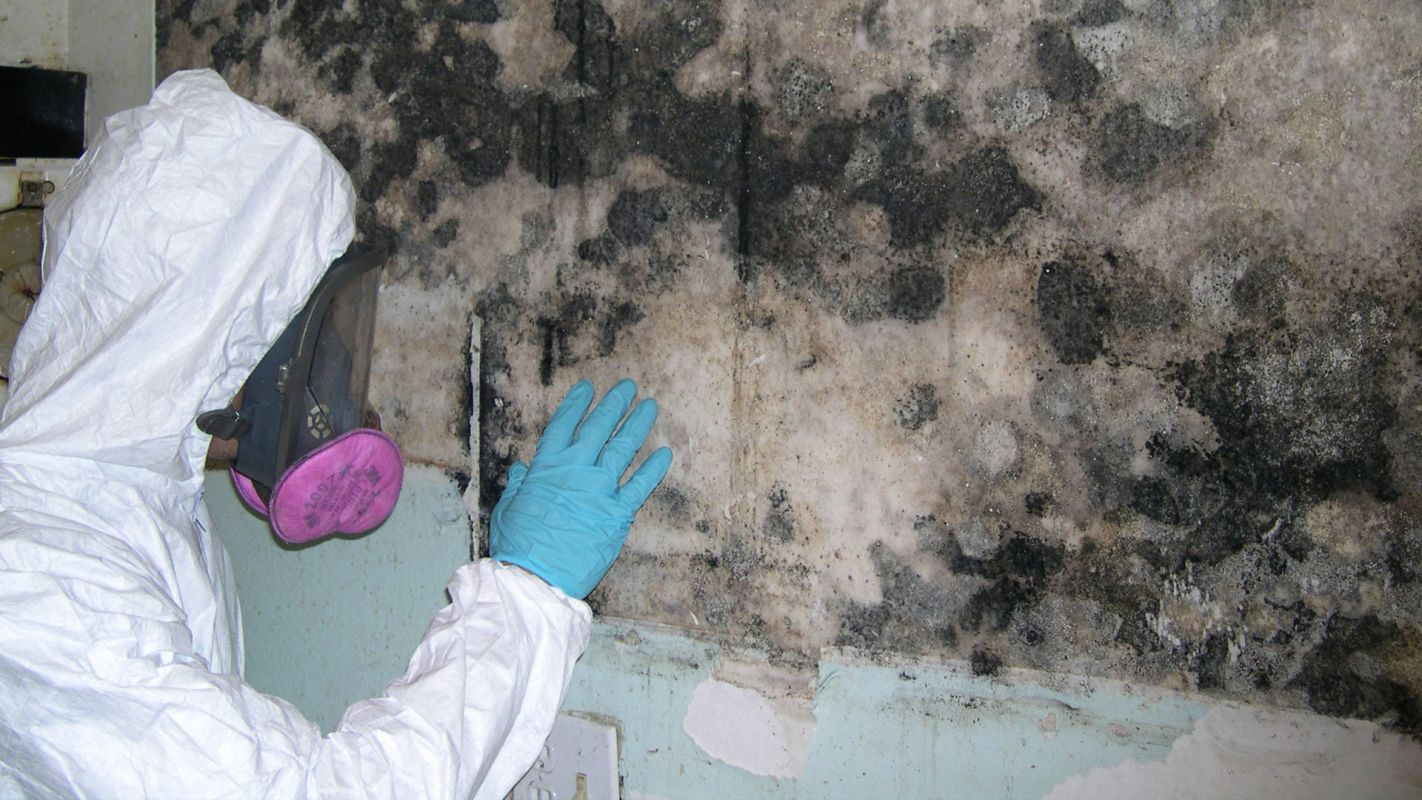 Mold Abatement Services Ulster County NY