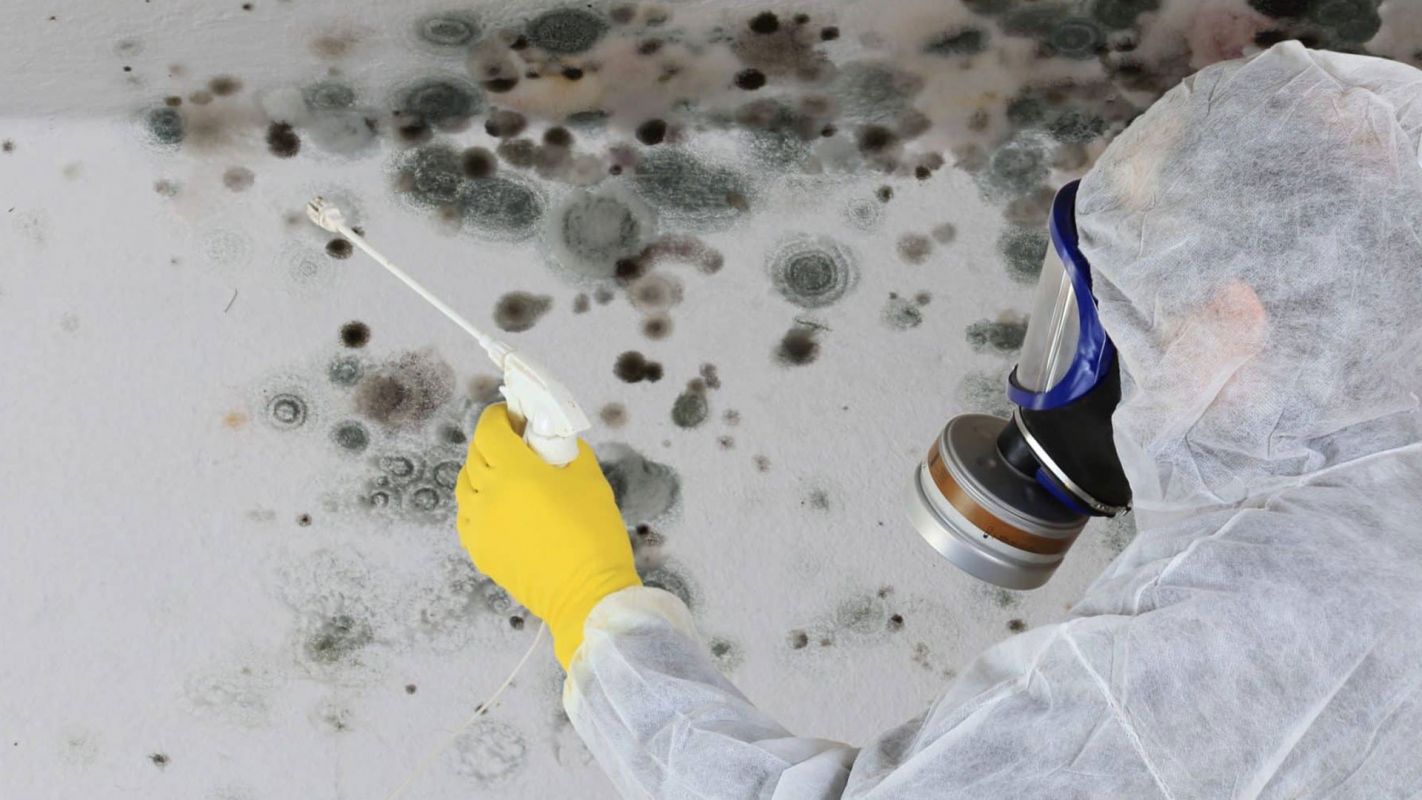 Mold Abatement Services Ulster County NY