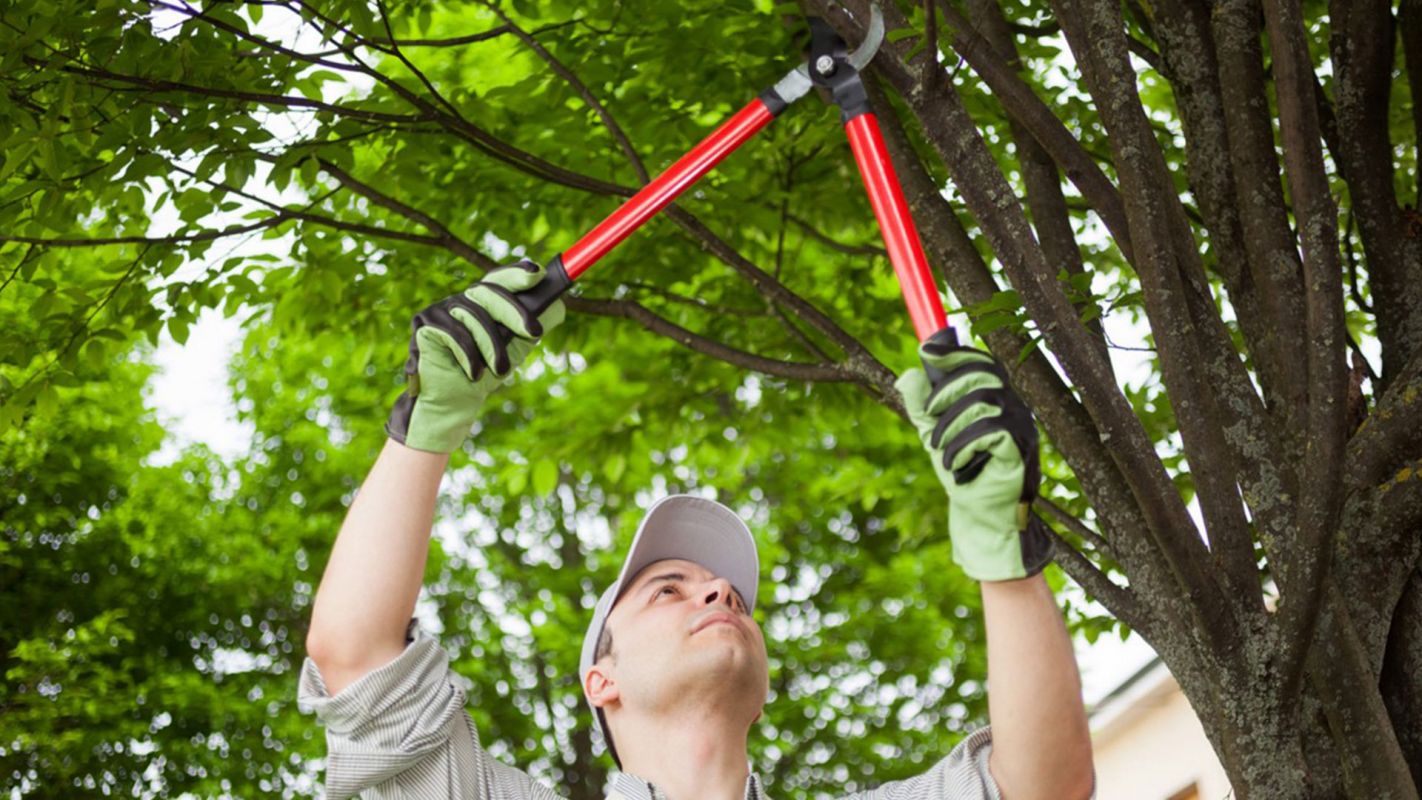 Tree Trimming Services New Orleans LA