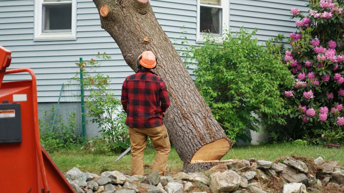 Tree Removal Services Houma LA