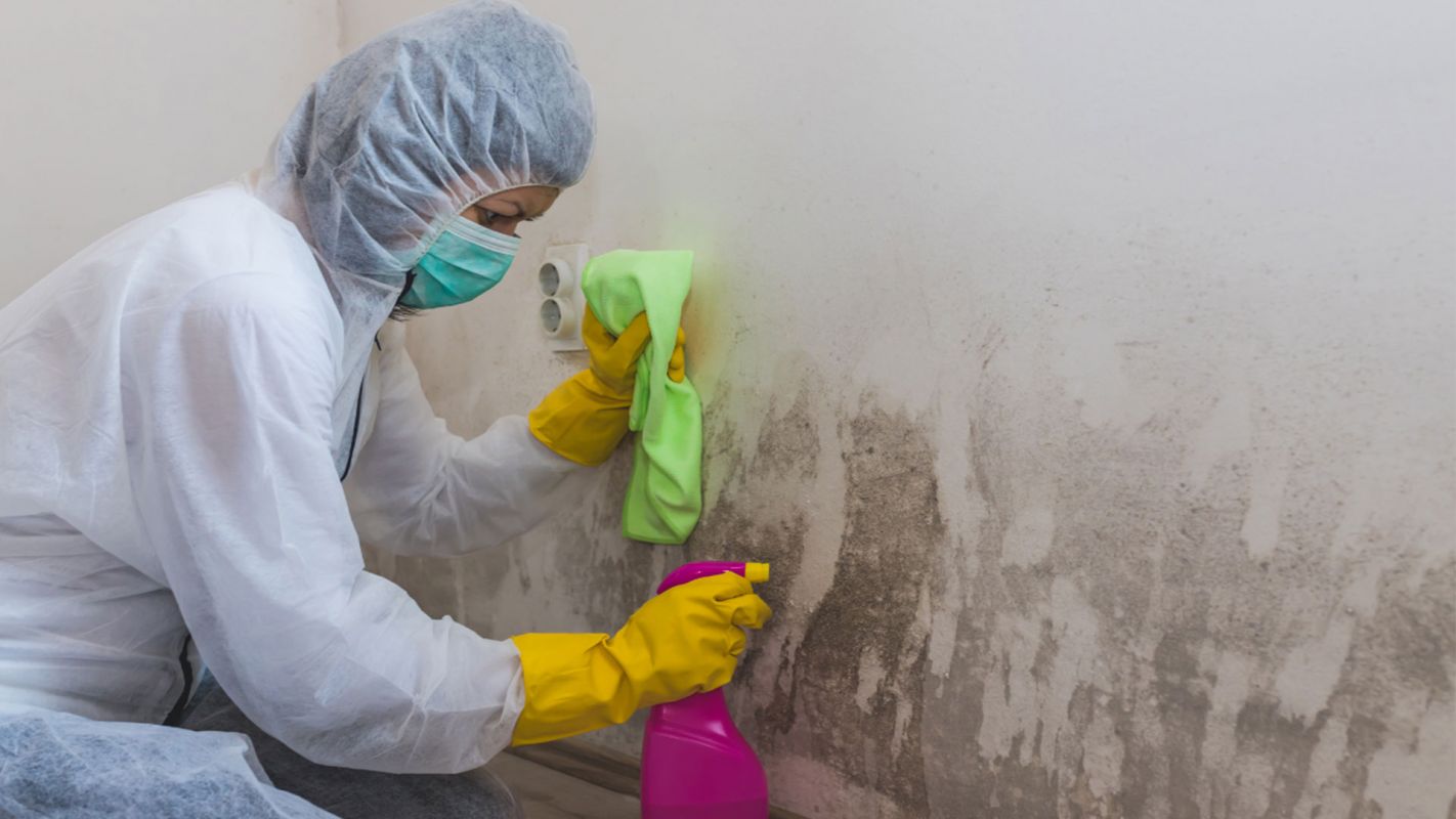 Mold Remediation Services North Haven CT