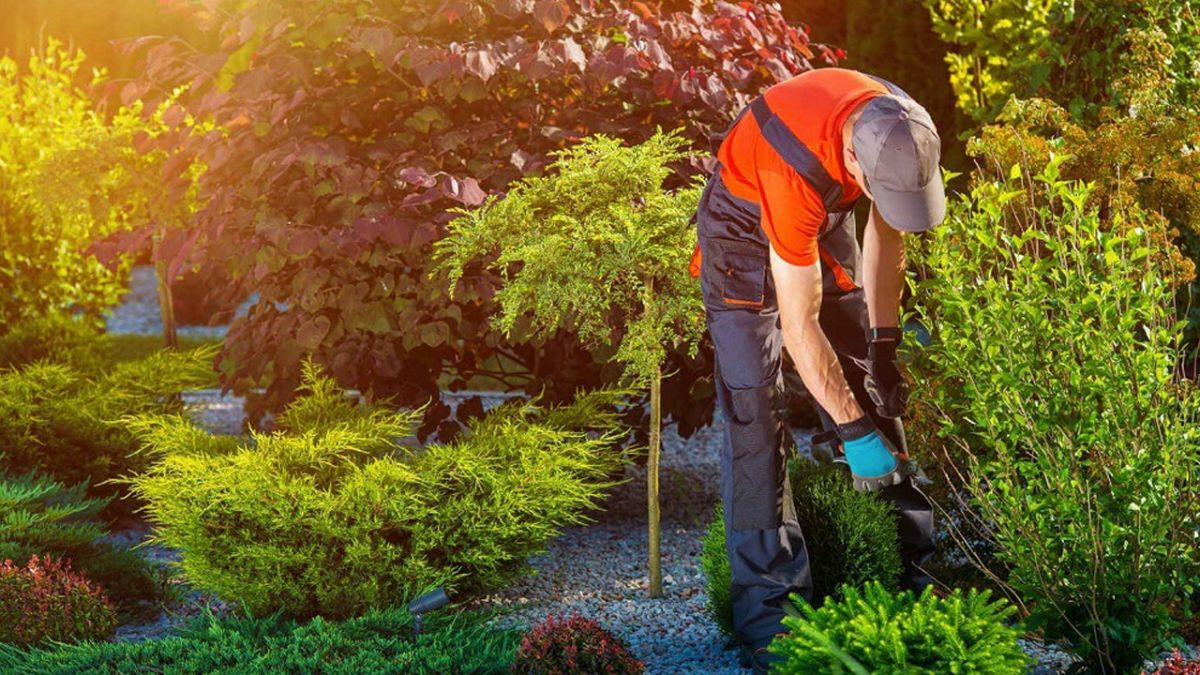 Tree Removal Service Plain City OH