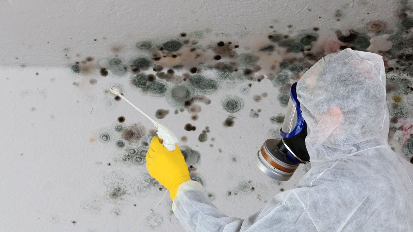 Mold Removal Services New Haven CT