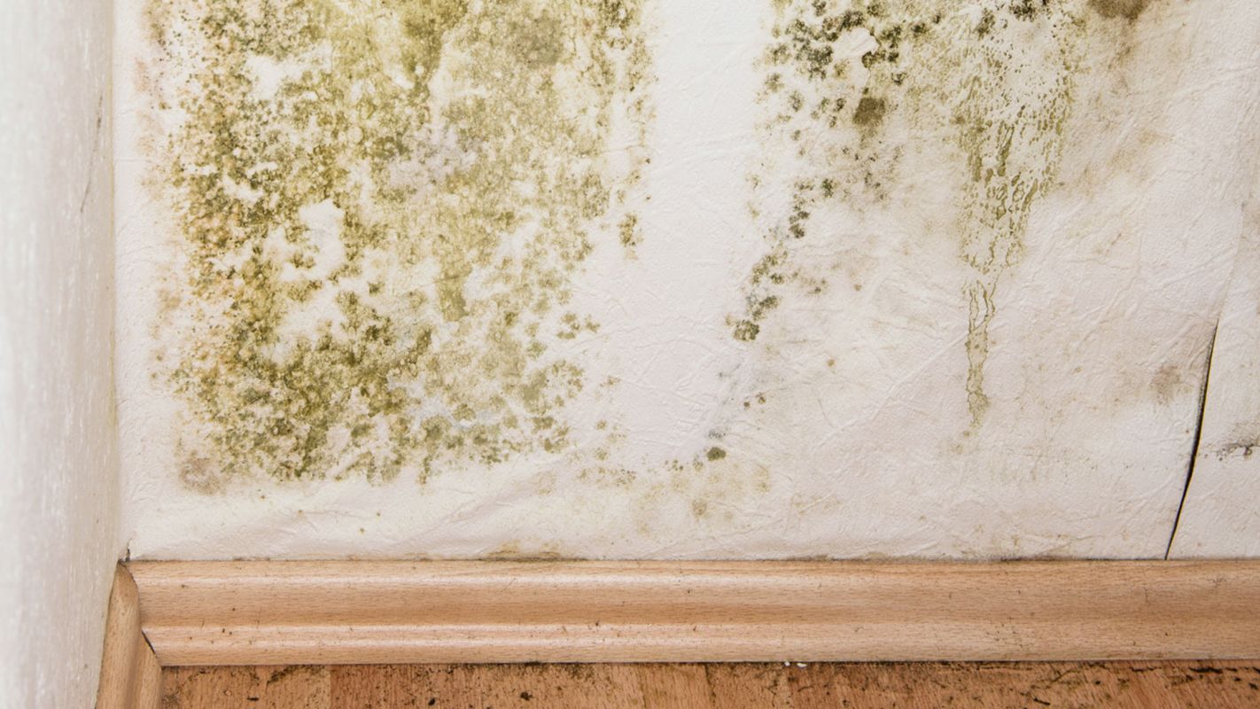 Mold Insurance Claims Somerset NJ