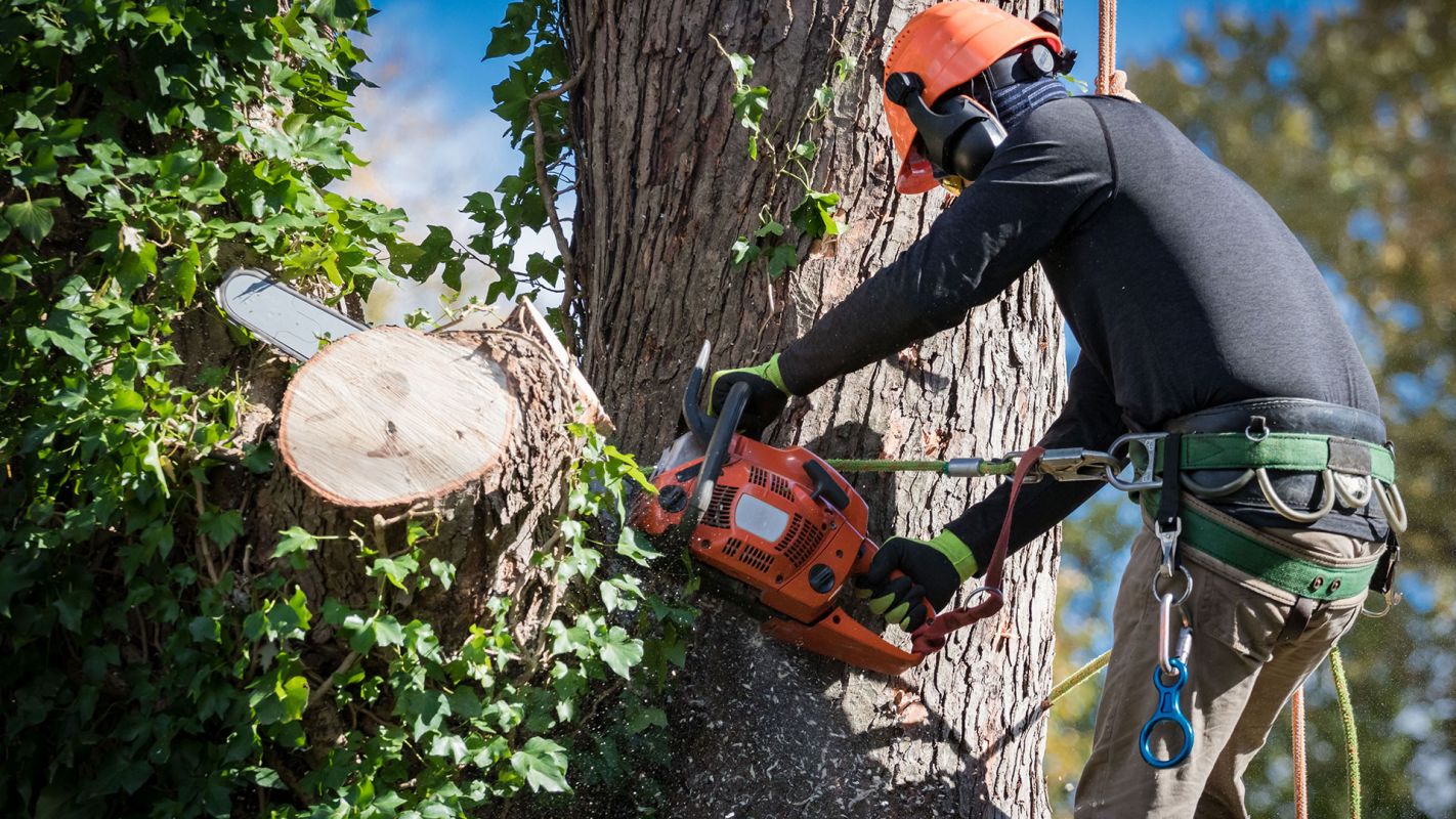 Emergency Tree Removal Jackson Township NJ