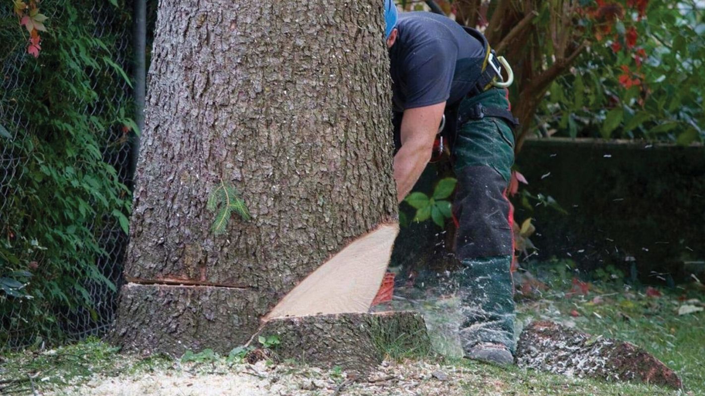 Tree Removal Carrollton TX