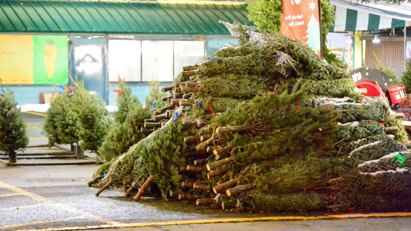 Christmas Tree Removal Austin TX