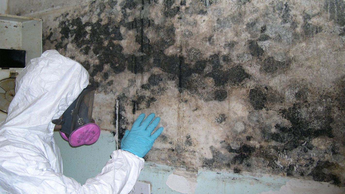 Mold Inspection Poinciana FL