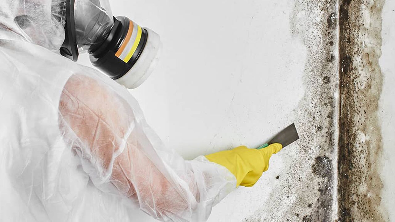 Mold Removal Santa Monica CA