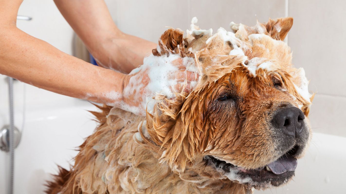 Dog Grooming Bath Rock Hill SC