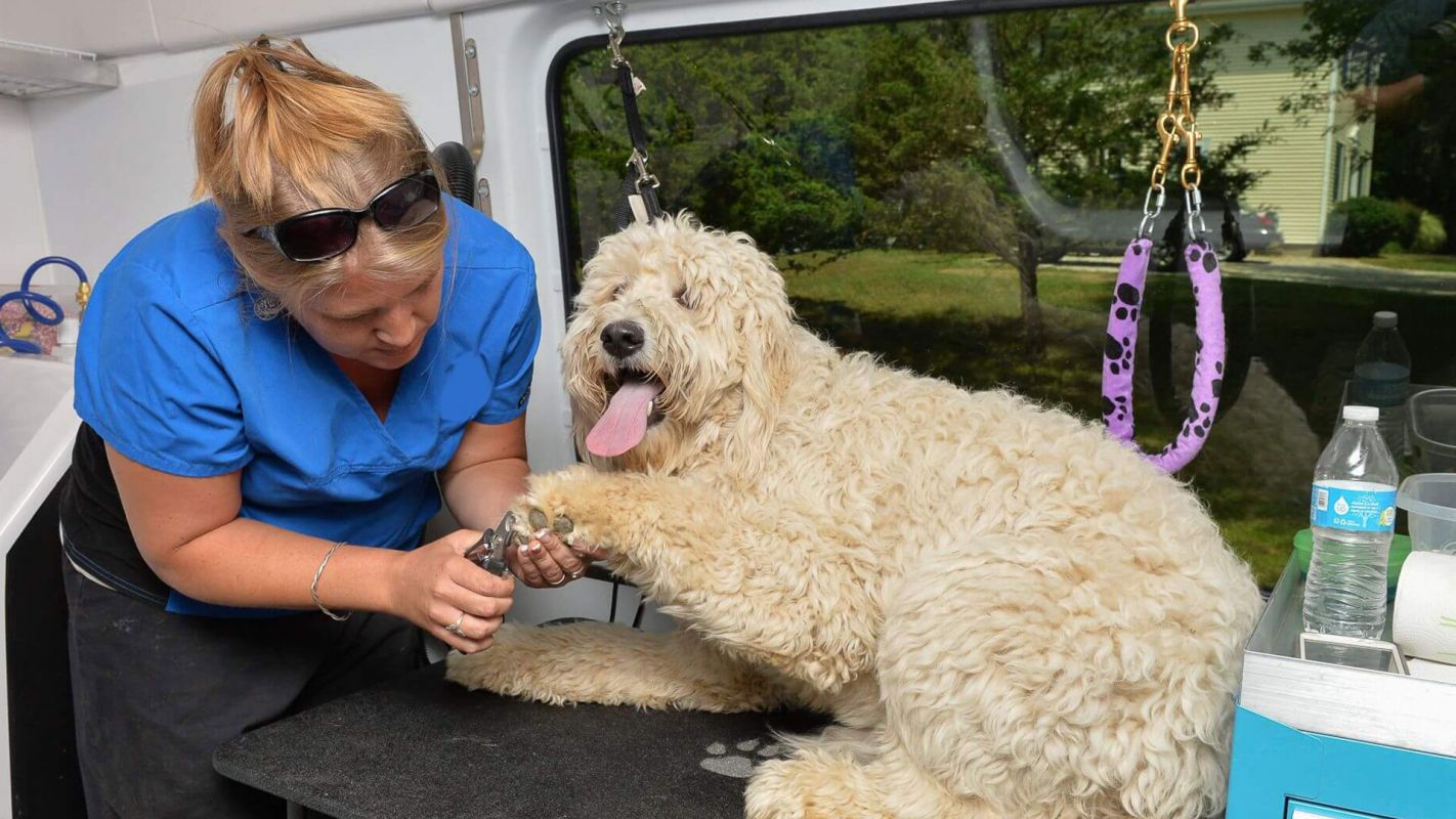 Mobile Dog Grooming Charlotte NC