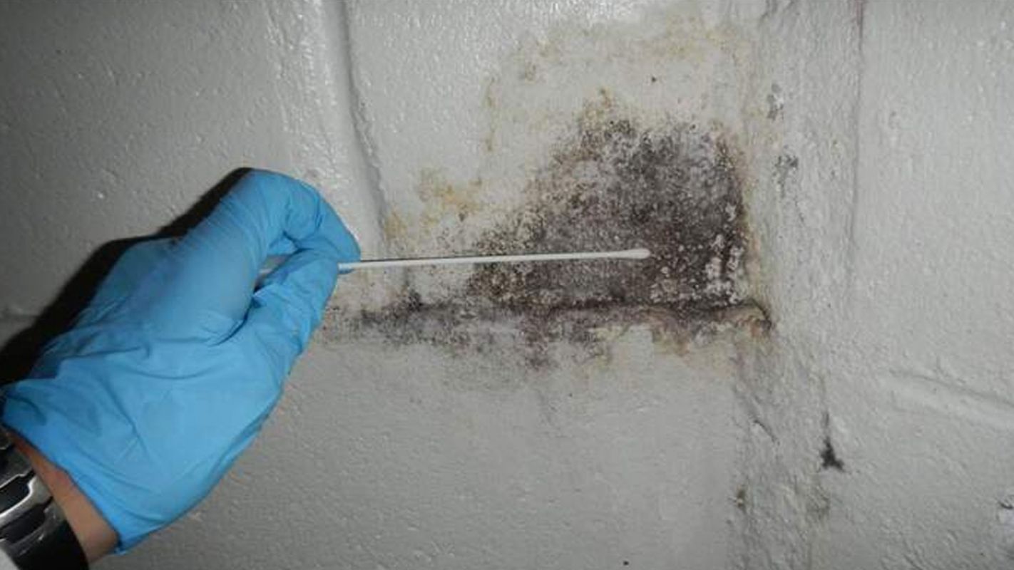 Mold Inspection Service Scranton PA