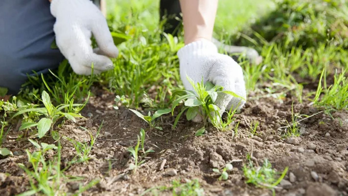 Weed Control Services West Palm Beach FL