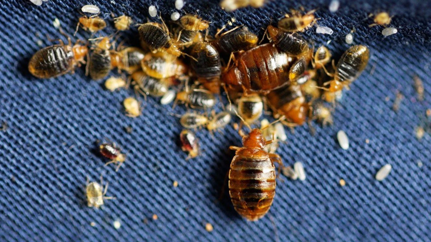 Bed Bugs Control Service Lake Worth FL