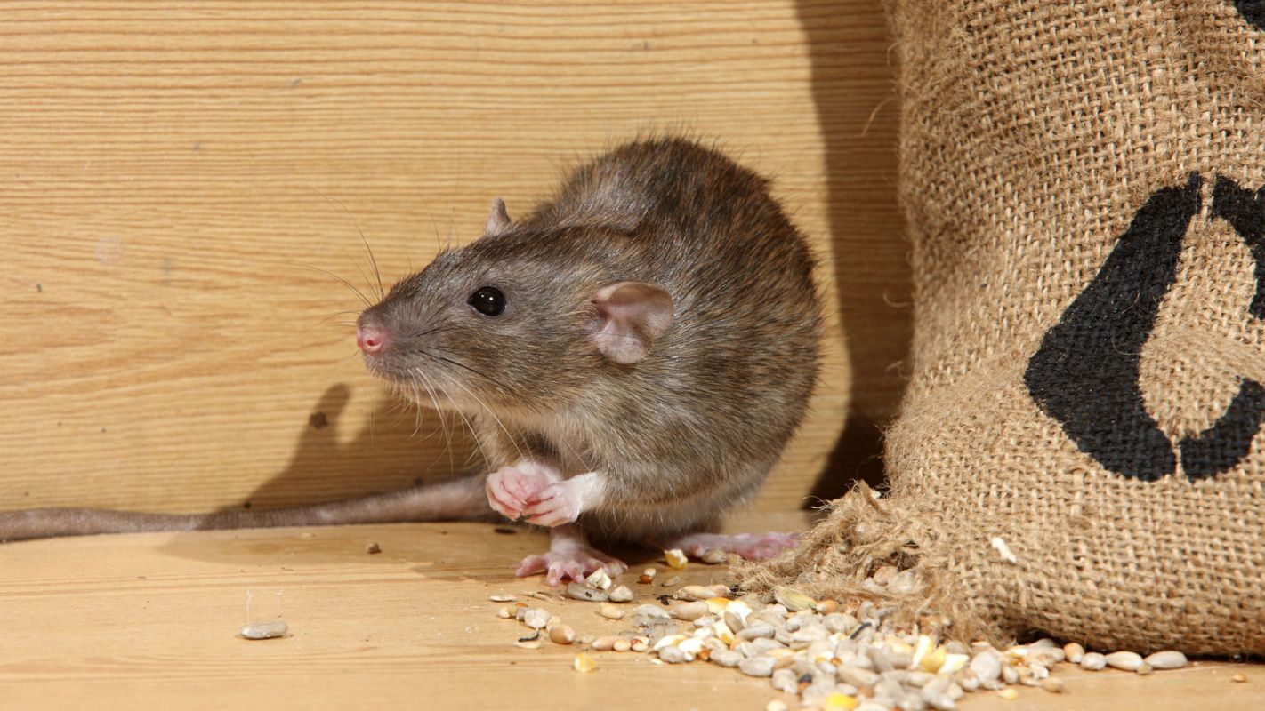 Rodent Removal Services West Palm Beach FL