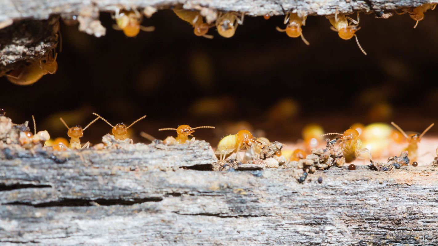 Termites Control Services Riviera Beach FL