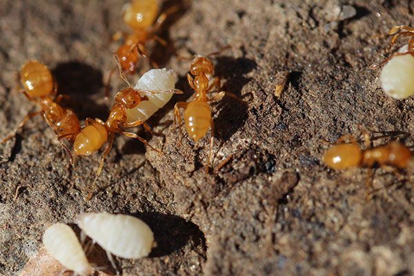Ants Control Queens NY