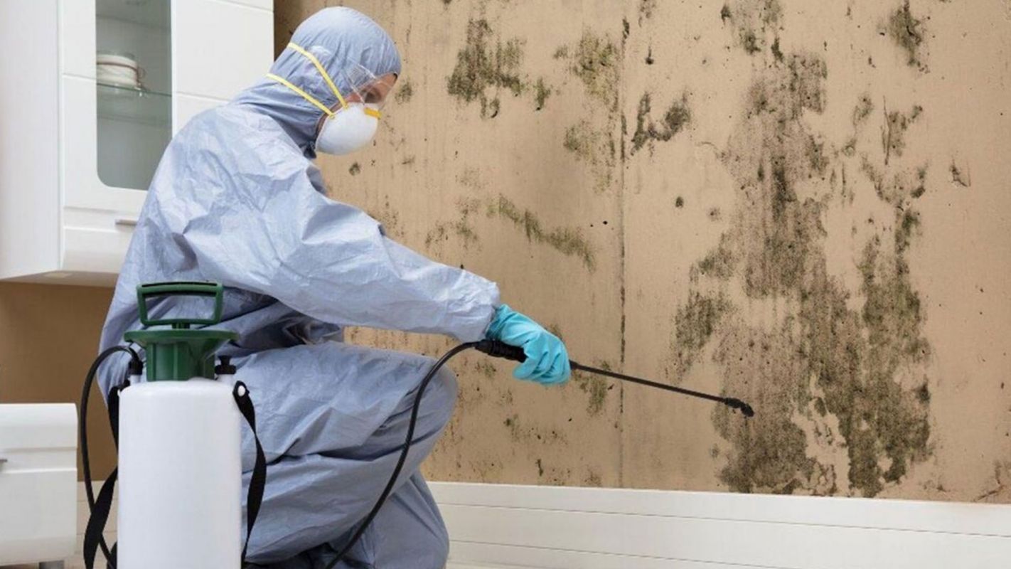 Best Mold Removal Service Canton MI