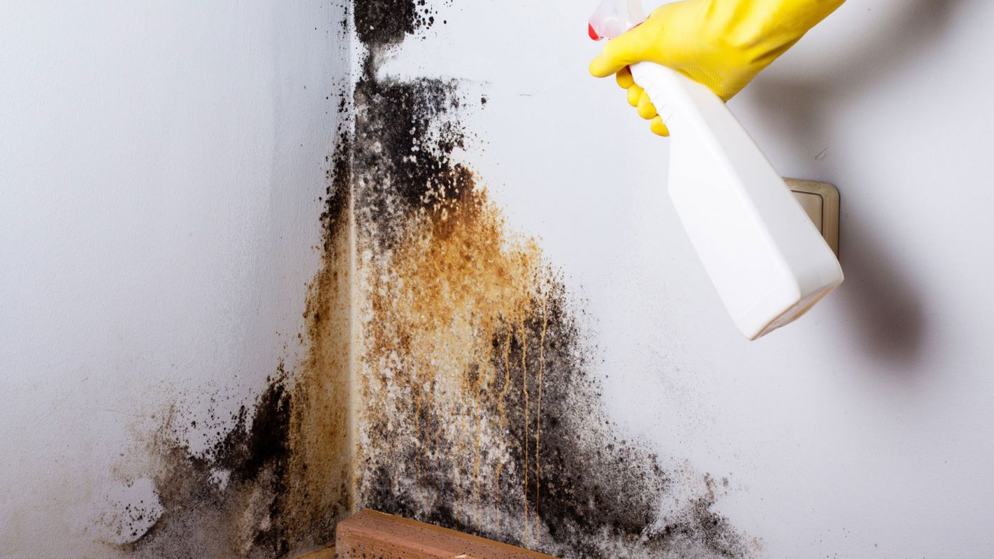 Mold Removal Services Park City UT