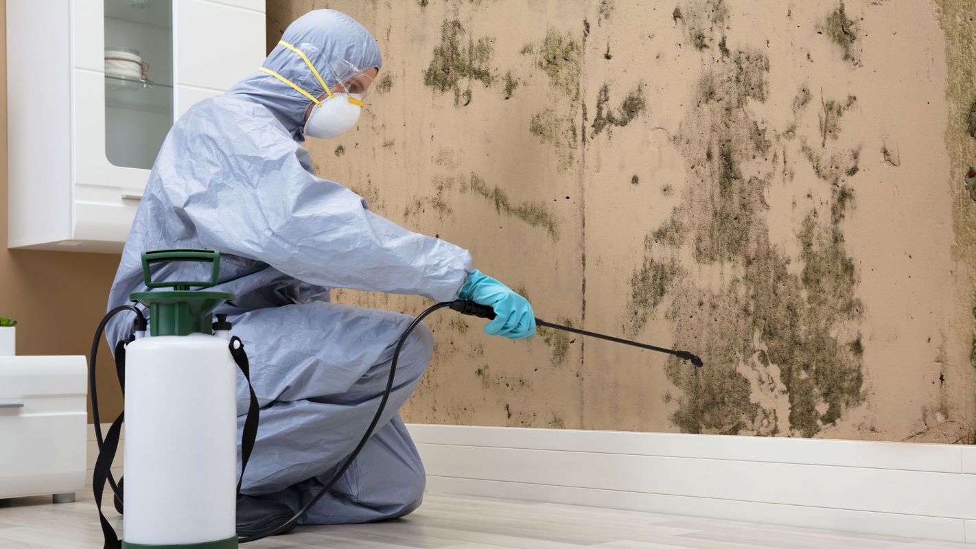 Mold Removal Service Flower Mound TX