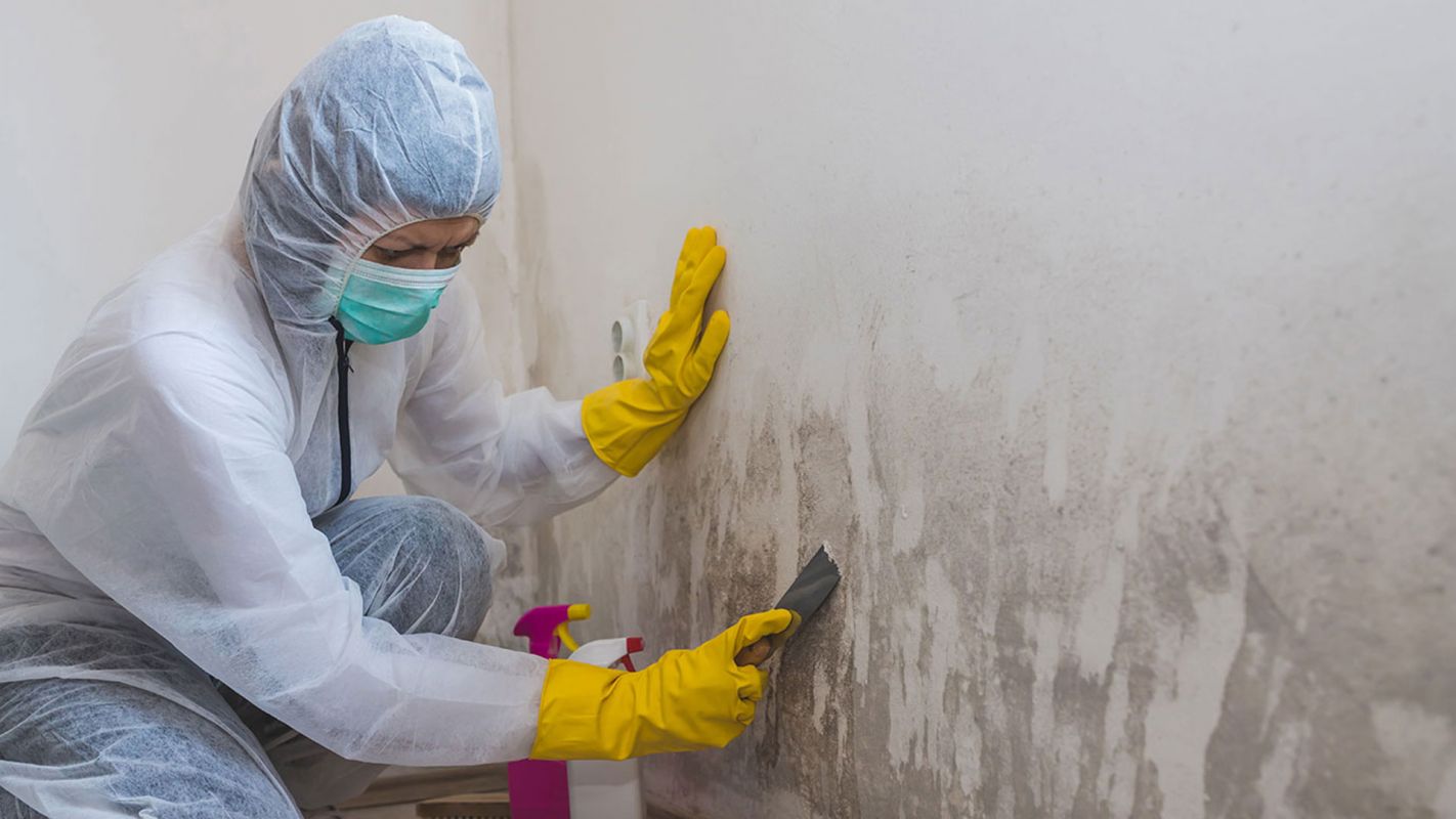 Mold Removal Cost Flower Mound TX