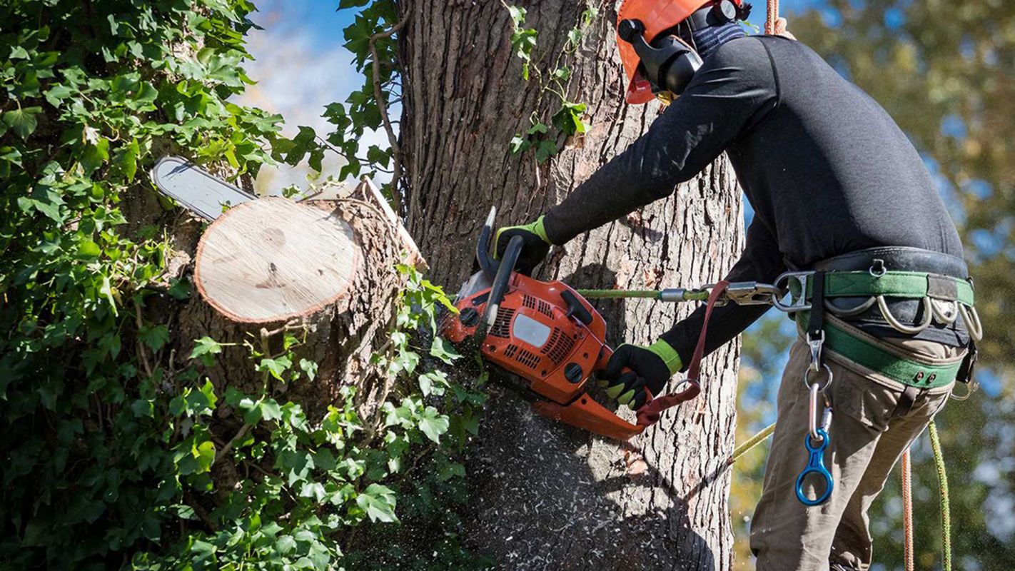 Tree Cutting Service Ocoee FL