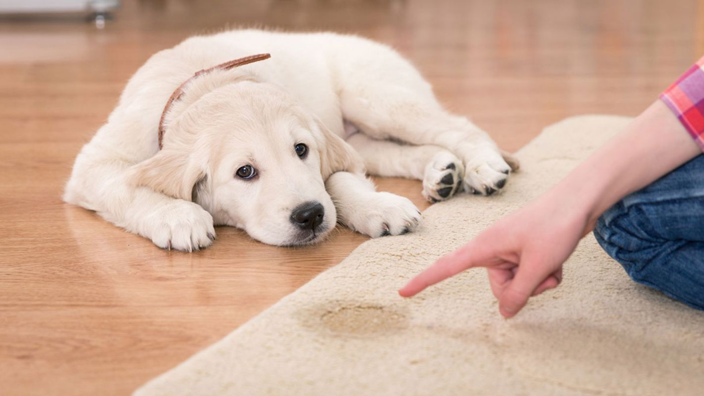 Pet Stain Removing Services Gaithersburg MD