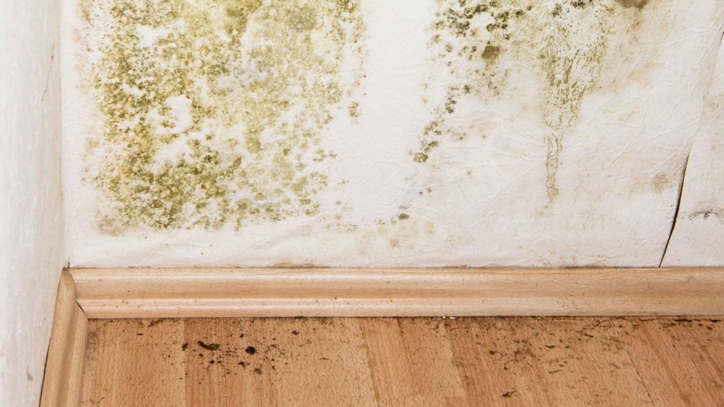 Mold Mitigation Rowayton CT