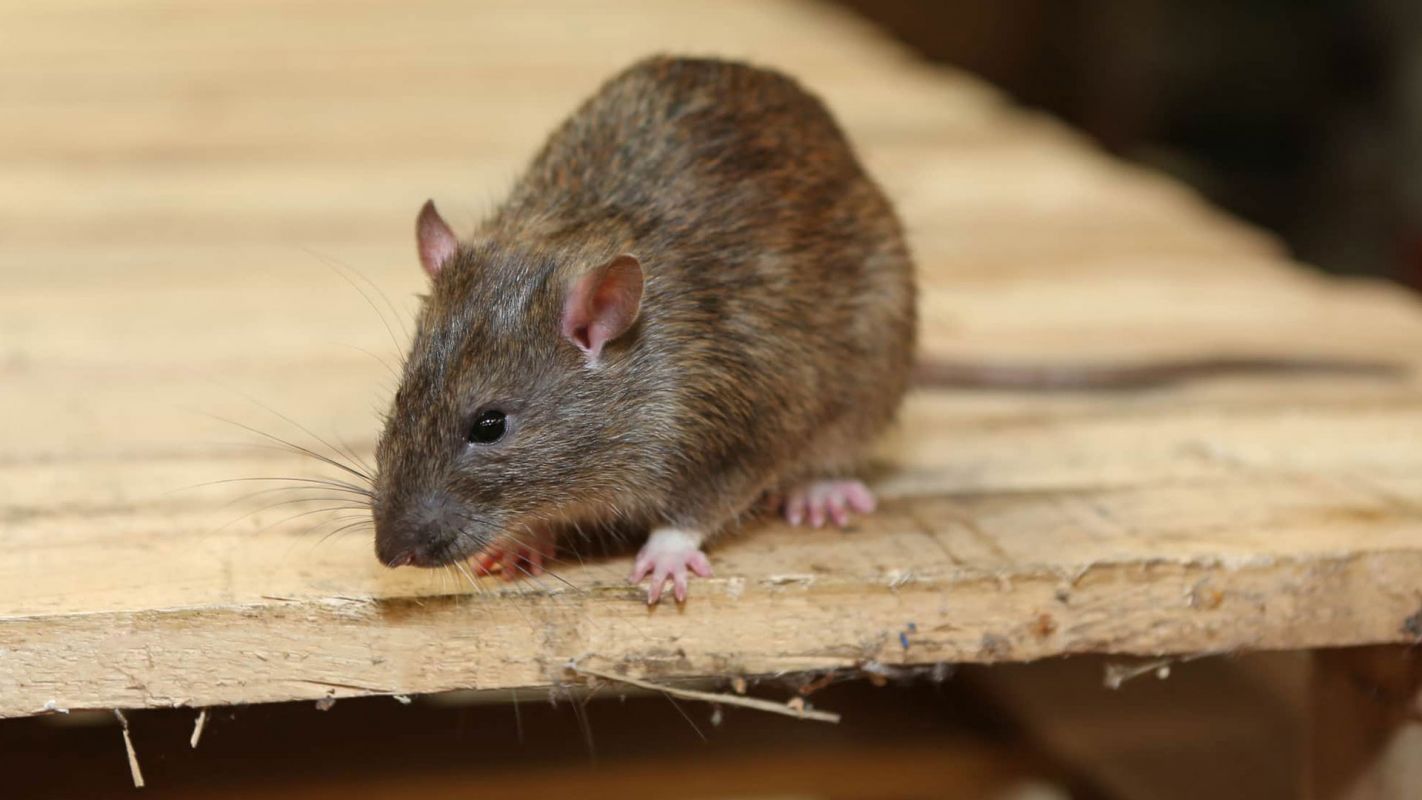 Rat Removal Service Williamsburg NY