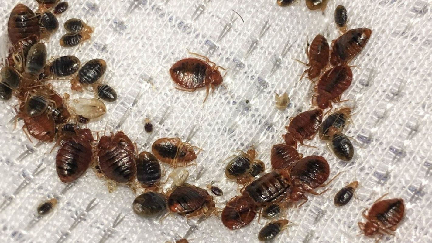 Bed Bug Treatment Service Greenwich Village NY