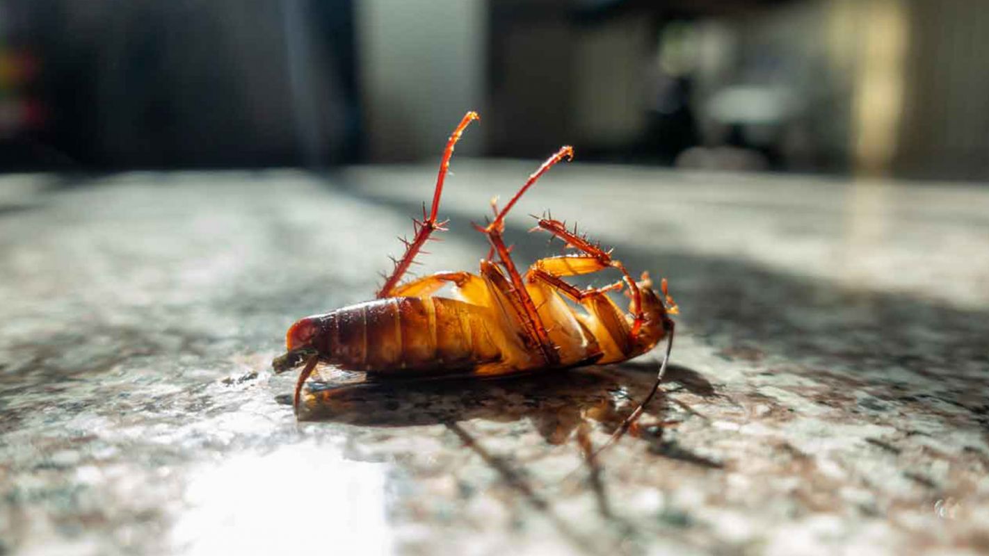 Roaches Pest Treatment Service Greenwich Village NY