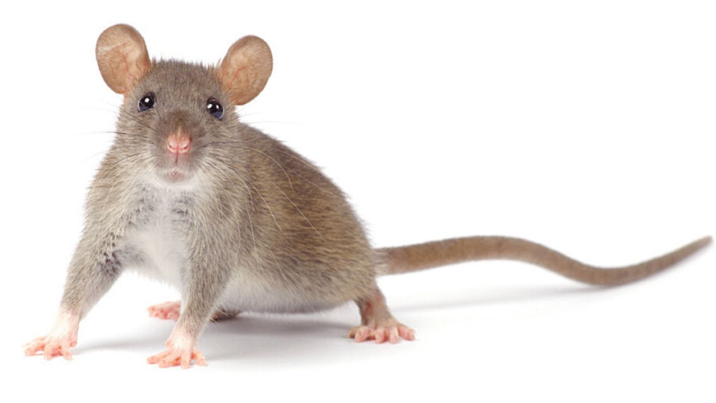 Rodent Control Services Greenwich Village NY