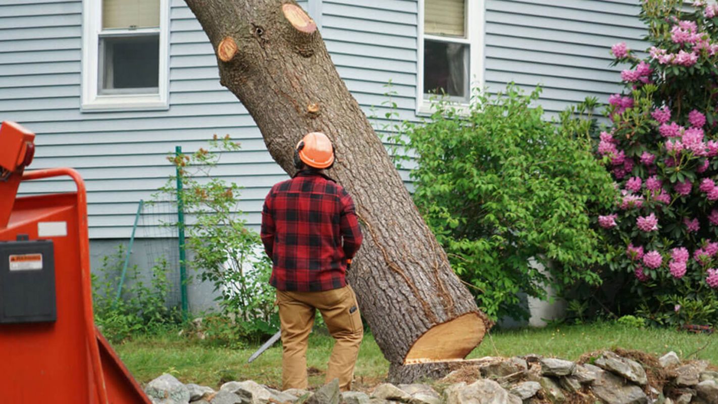 Residential Tree Removing Service Miami Township OH