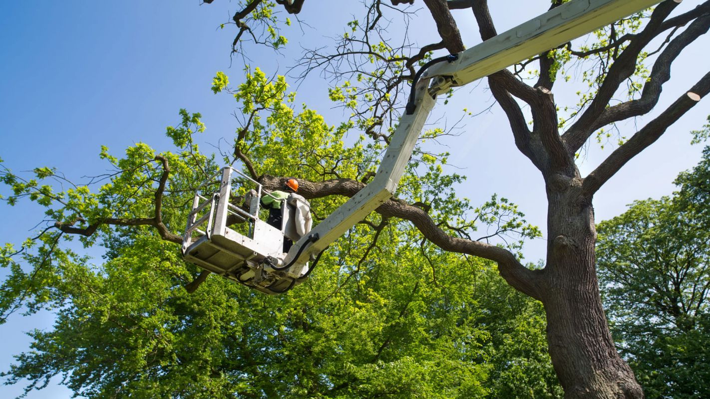 Commercial Tree Trimming Service Miami Township OH