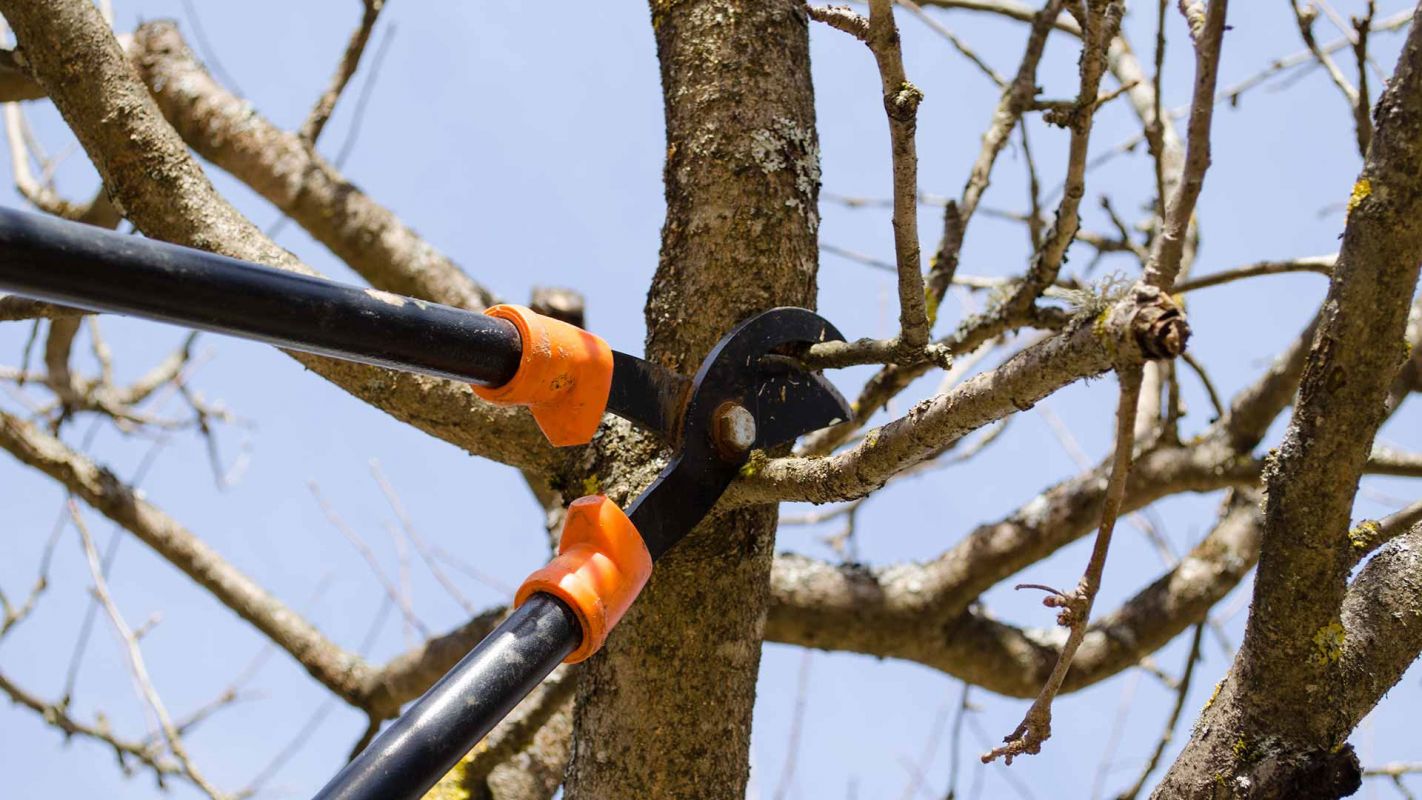 Residential Tree Trimming Service Miami Township OH