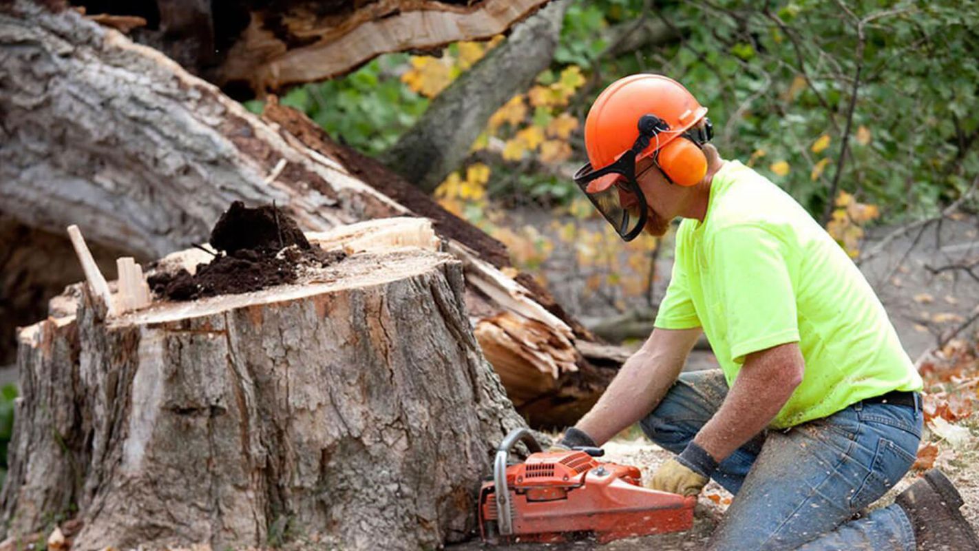 Commercial Stump Grinding Services Loveland OH