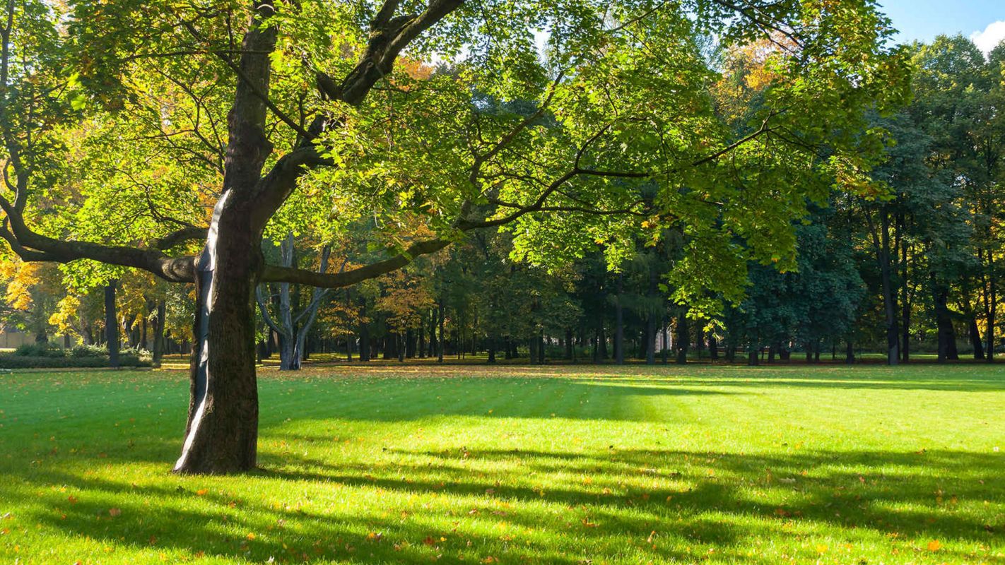 Tree Care Services Clermont County OH