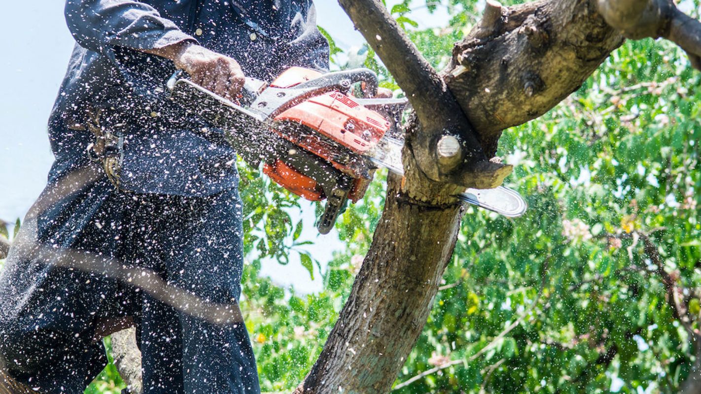 Tree Removal Annapolis MD