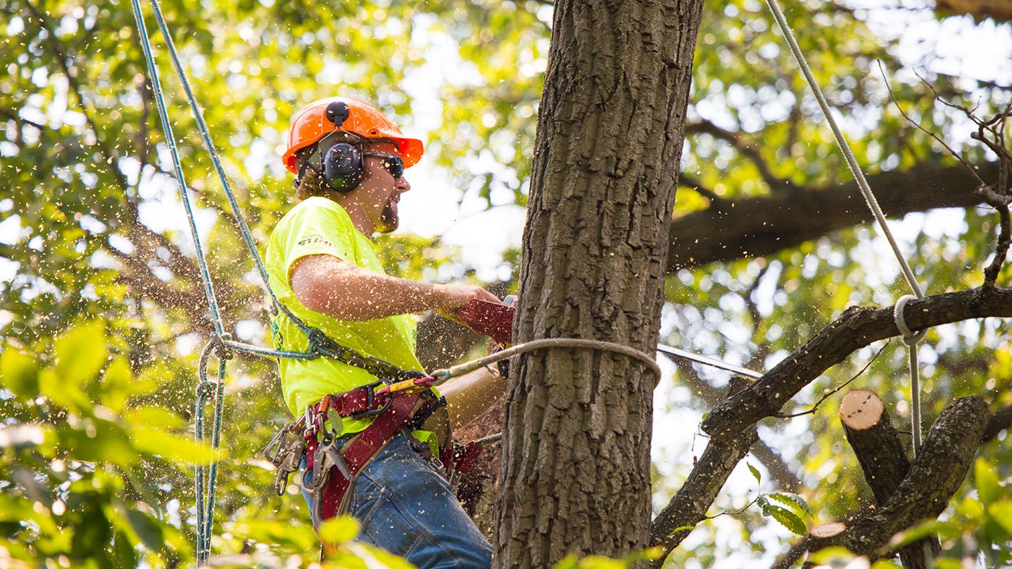 Tree Removal Cost Baltimore MD