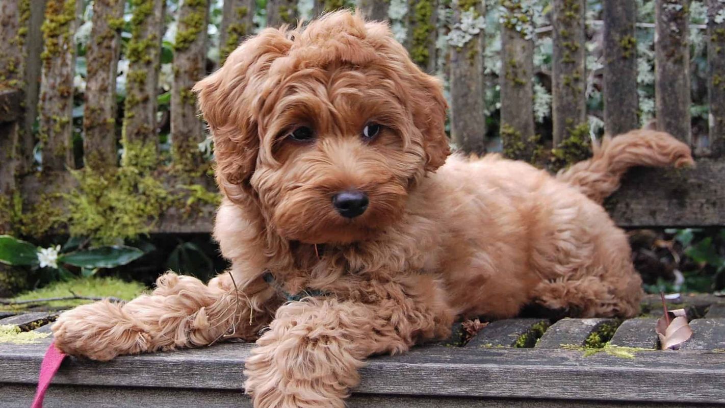 Mini Labradoodle Breeders Dallas TX
