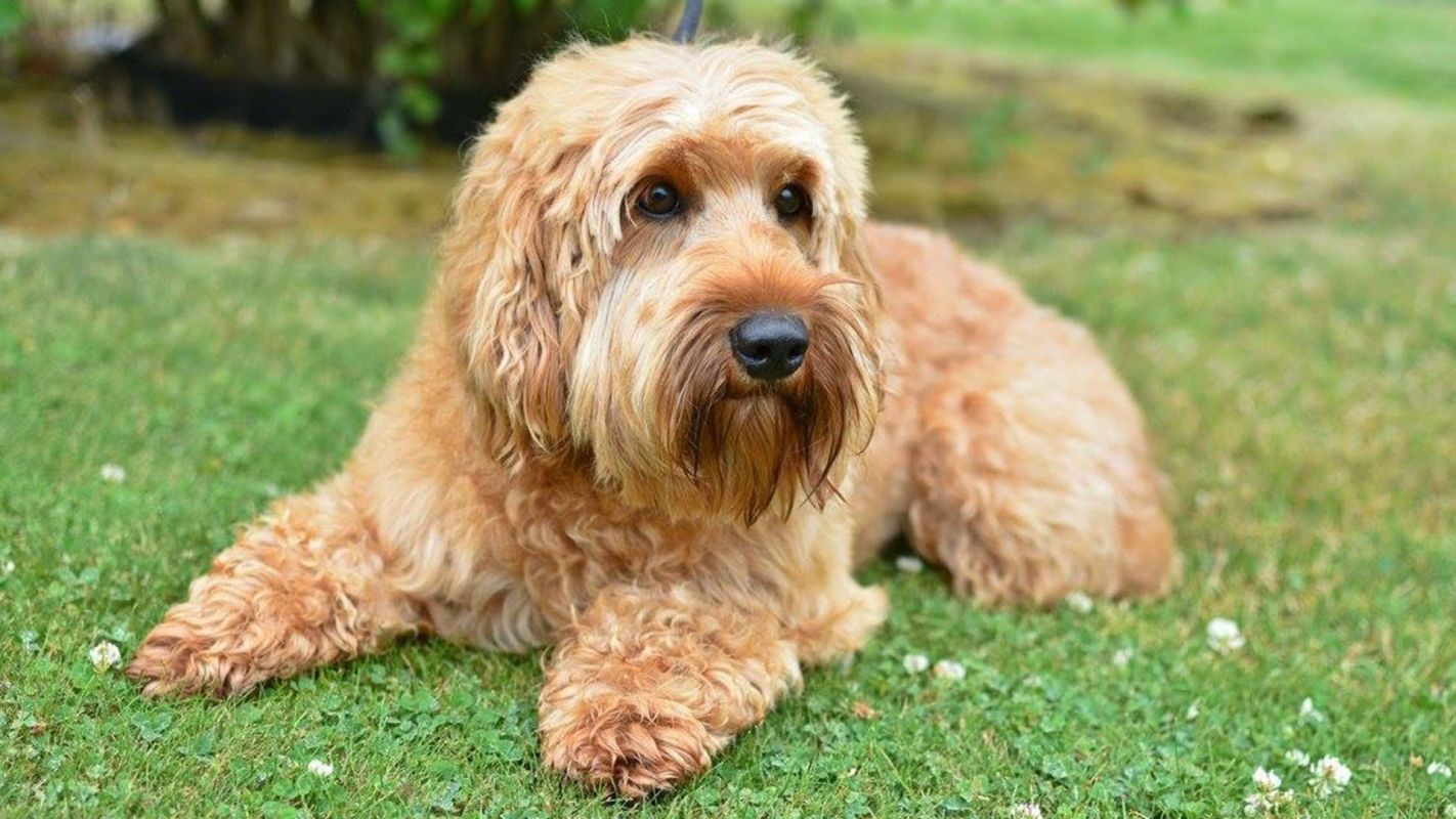 Labradoodle For Sale Dallas TX