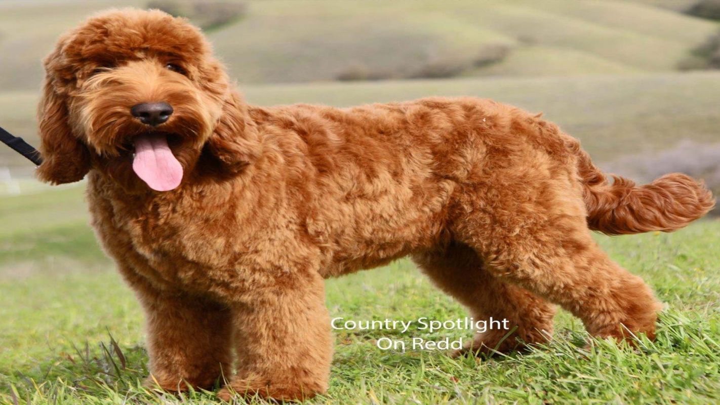 Labradoodle Breeders Dallas TX
