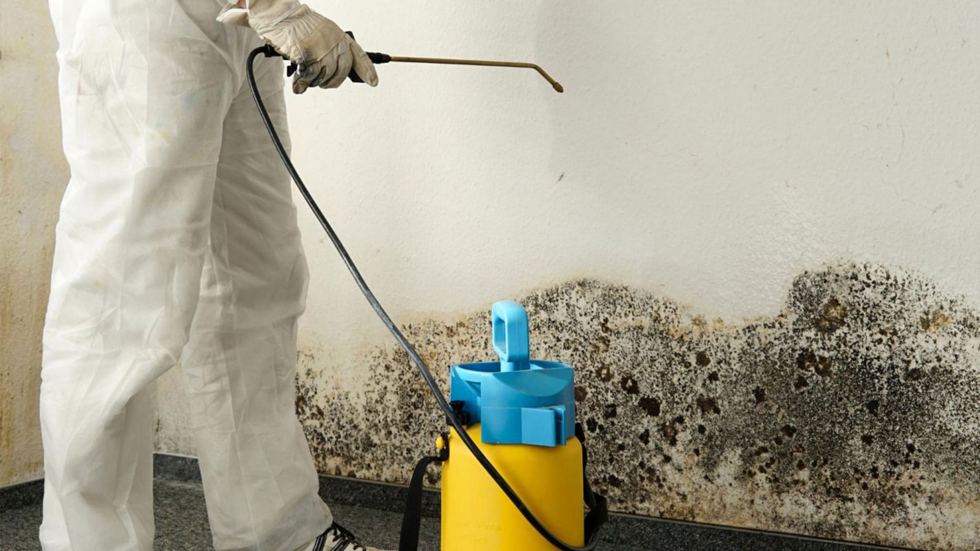 Basement Mold Cleaning Service Litchfield Park AZ