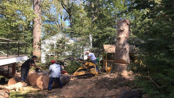 Arboriculture Tree Service Henrico County VA